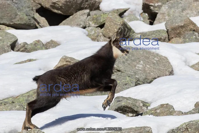 : Chamois - running buck in snow - Italy : Chamois - running buck in snow - Italy