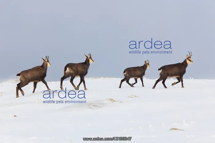 : Chamois (Rupicapra rupicapra), chamois, Alpine Chamois : Chamois (Rupicapra rupicapra), chamois, Alpine Chamois