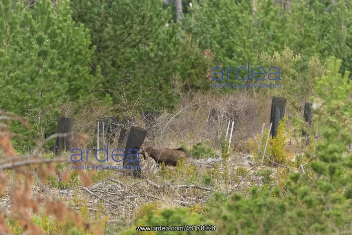  : Chamois (Rupicapra rupicapra) destroying trees protections