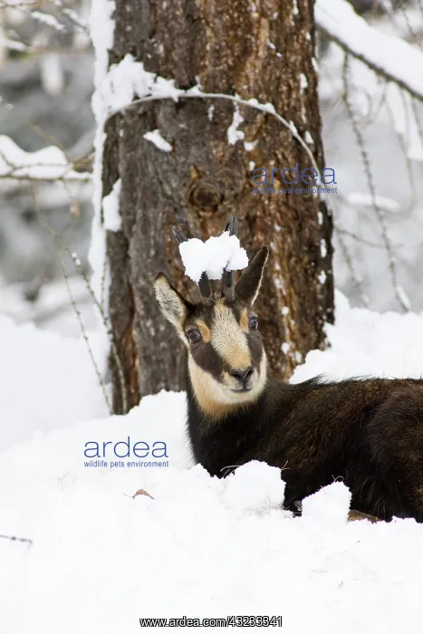 : Chamois (Rupicapra rupicapra) in early winter : Chamois (Rupicapra rupicapra) in early winter