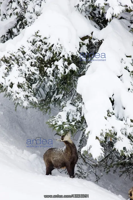: Chamois (Rupicapra rupicapra) in early winter : Chamois (Rupicapra rupicapra) in early winter