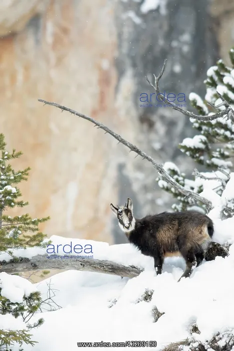 : Chamois (Rupicapra rupicapra), fawn in snow-covered : Chamois (Rupicapra rupicapra), fawn in snow-covered