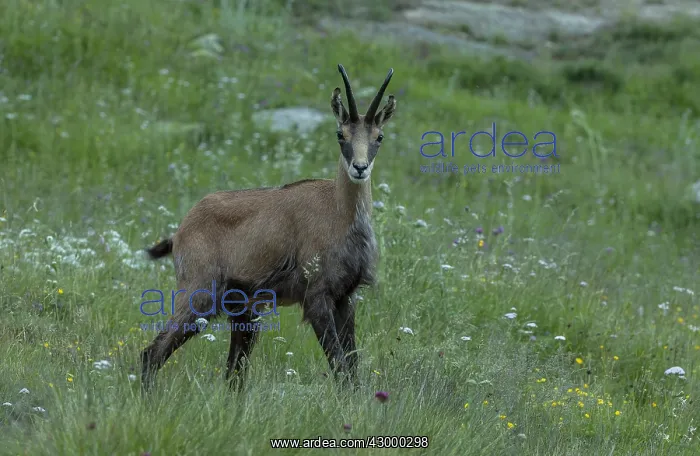 : Chamois, Rupicapra rupicapra, grazing in flowery : Chamois, Rupicapra rupicapra, grazing in flowery