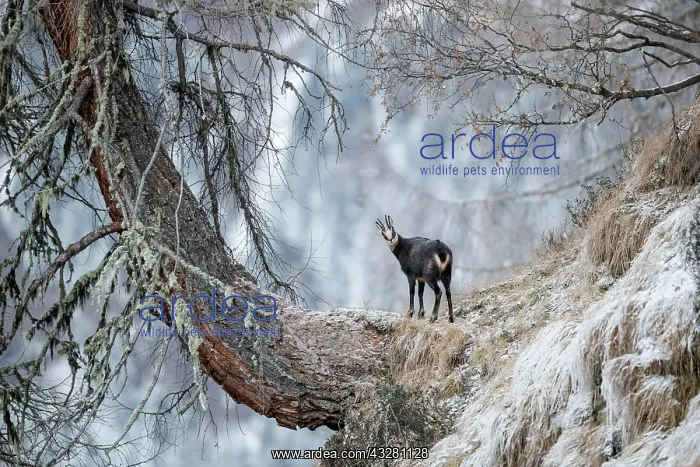: Chamois (Rupicapra rupicapra) in hoarfrost stands : Chamois (Rupicapra rupicapra) in hoarfrost stands