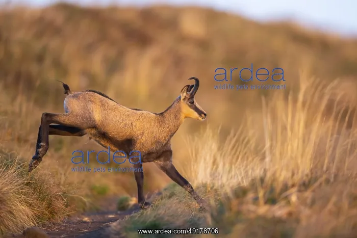 : Chamois (Rupicapra rupicapra) on a meadow in the Vosges Mountains : Chamois (Rupicapra rupicapra) on a meadow in the Vosges Mountains