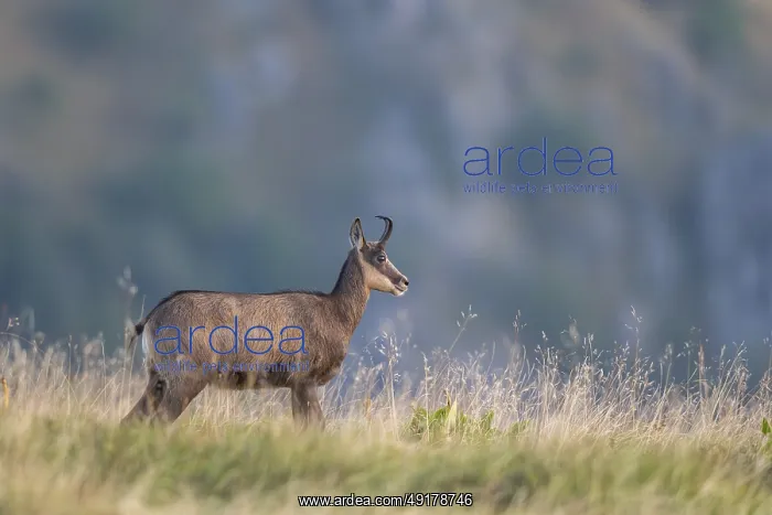: Chamois (Rupicapra rupicapra) on a meadow in the Vosges Mountains : Chamois (Rupicapra rupicapra) on a meadow in the Vosges Mountains
