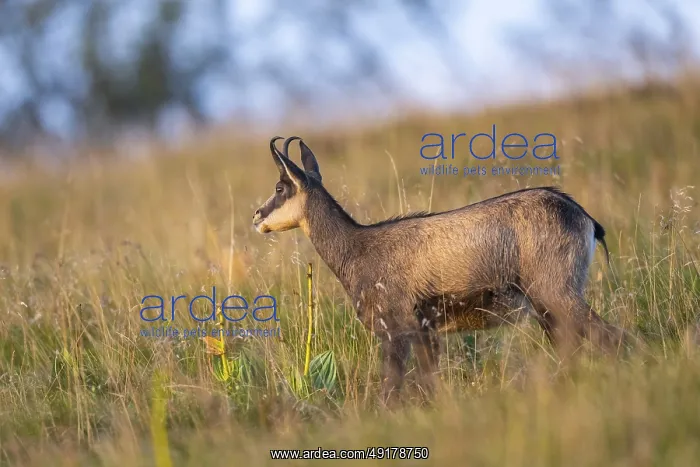 : Chamois (Rupicapra rupicapra) on a meadow in the Vosges Mountains : Chamois (Rupicapra rupicapra) on a meadow in the Vosges Mountains
