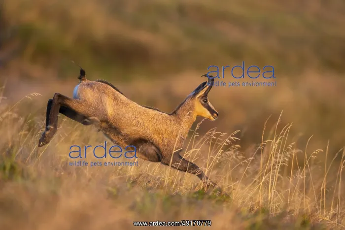 : Chamois (Rupicapra rupicapra) on a meadow in the Vosges Mountains : Chamois (Rupicapra rupicapra) on a meadow in the Vosges Mountains