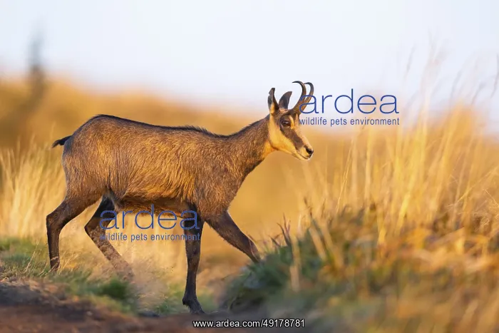  : Chamois (Rupicapra rupicapra) on a meadow in the Vosges Mountains