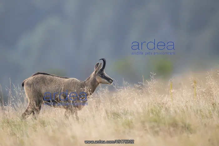 : Chamois (Rupicapra rupicapra) on a meadow in the Vosges Mountains : Chamois (Rupicapra rupicapra) on a meadow in the Vosges Mountains