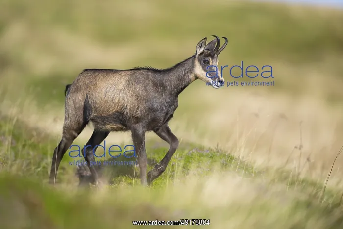 : Chamois (Rupicapra rupicapra) on a meadow in the Vosges Mountains : Chamois (Rupicapra rupicapra) on a meadow in the Vosges Mountains