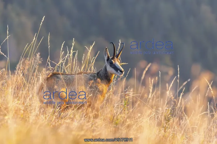 : Chamois (Rupicapra rupicapra) on a meadow in the Vosges Mountains : Chamois (Rupicapra rupicapra) on a meadow in the Vosges Mountains