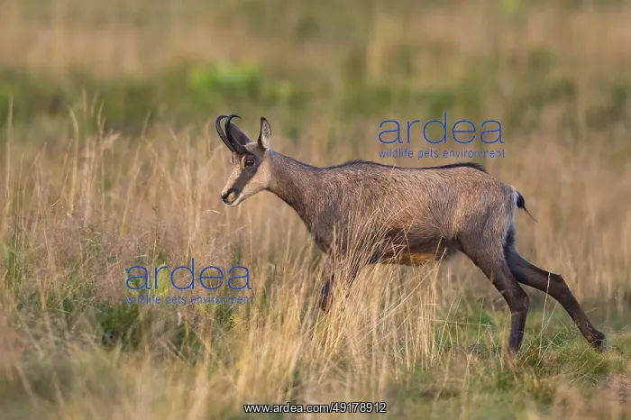 : Chamois (Rupicapra rupicapra) on a meadow in the Vosges Mountains : Chamois (Rupicapra rupicapra) on a meadow in the Vosges Mountains