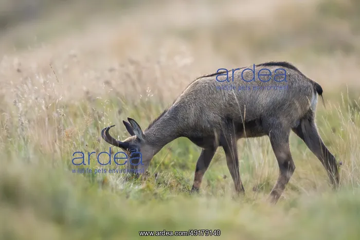 : Chamois (Rupicapra rupicapra) on a meadow in the Vosges Mountains : Chamois (Rupicapra rupicapra) on a meadow in the Vosges Mountains