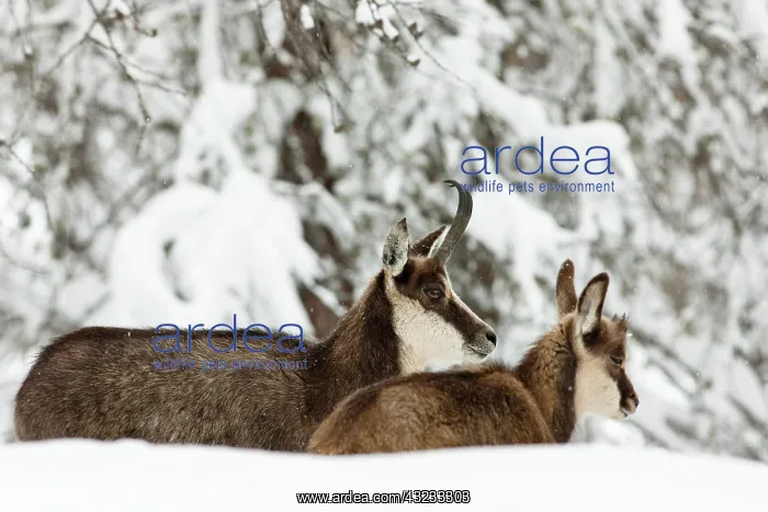 : Chamois (Rupicapra rupicapra) mother with : Chamois (Rupicapra rupicapra) mother with