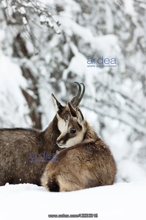 : Chamois (Rupicapra rupicapra) mother with : Chamois (Rupicapra rupicapra) mother with