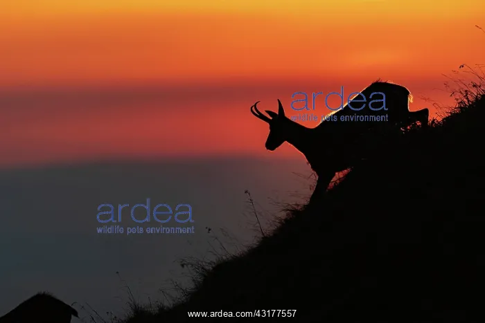 : Chamois (Rupicapra rupicapra) running on a mountain : Chamois (Rupicapra rupicapra) running on a mountain