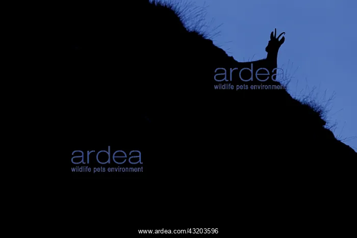 : Chamois (Rupicapra rupicapra) - silhouette over : Chamois (Rupicapra rupicapra) - silhouette over