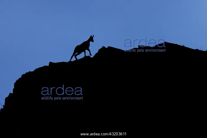: Chamois (Rupicapra rupicapra) - silhouette over : Chamois (Rupicapra rupicapra) - silhouette over