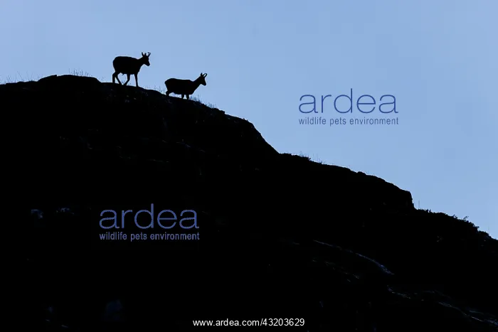 : Chamois (Rupicapra rupicapra) - silhouette over : Chamois (Rupicapra rupicapra) - silhouette over