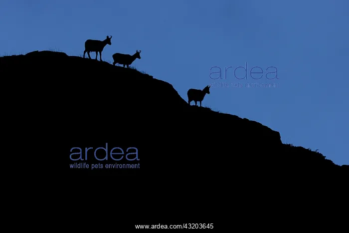  : Chamois (Rupicapra rupicapra) - silhouette over