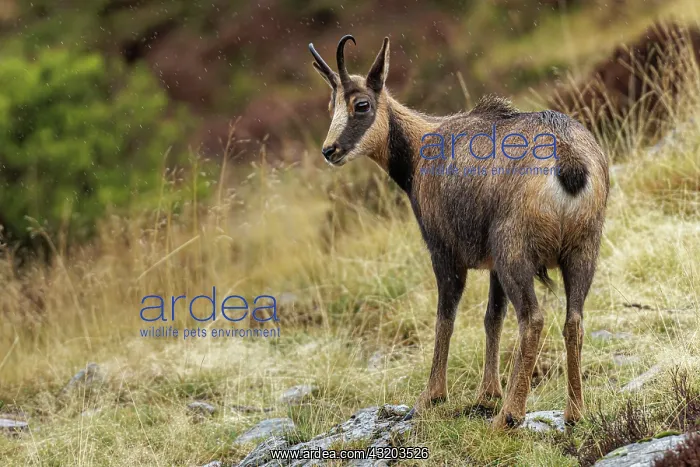 : Chamois (Rupicapra rupicapra) - walking through mountain ran : Chamois (Rupicapra rupicapra) - walking through mountain ran