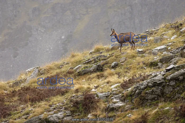 : Chamois (Rupicapra rupicapra) - walking through mountain ran : Chamois (Rupicapra rupicapra) - walking through mountain ran