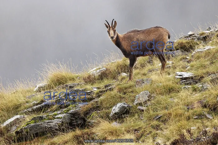 : Chamois (Rupicapra rupicapra) - walking through mountain ran : Chamois (Rupicapra rupicapra) - walking through mountain ran