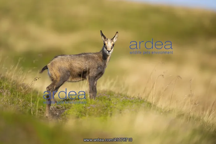 : Chamois (Rupicapra rupicapra) youngster on a meadow in the Vosges Mountains : Chamois (Rupicapra rupicapra) youngster on a meadow in the Vosges Mountains