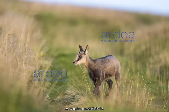 : Chamois (Rupicapra rupicapra) youngster on a meadow in the Vosges Mountains : Chamois (Rupicapra rupicapra) youngster on a meadow in the Vosges Mountains