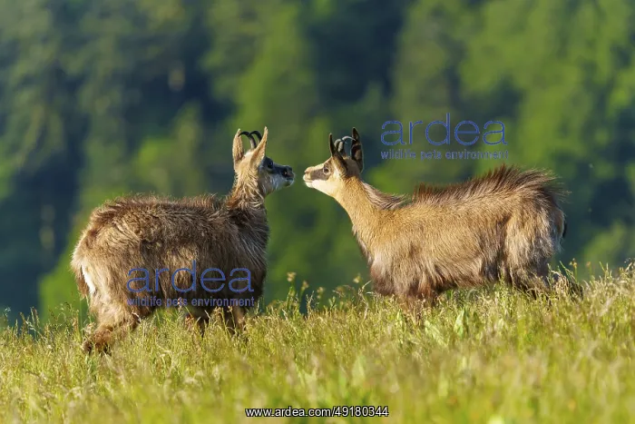 : Two chamois standing facing each other in a meadow surrounded by forest : Two chamois standing facing each other in a meadow surrounded by forest
