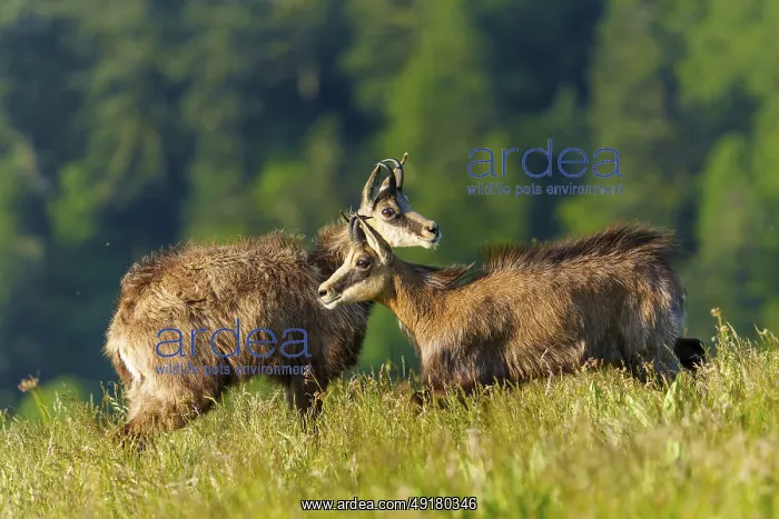 : Two chamois standing next to each other on a green meadow with forest background : Two chamois standing next to each other on a green meadow with forest background