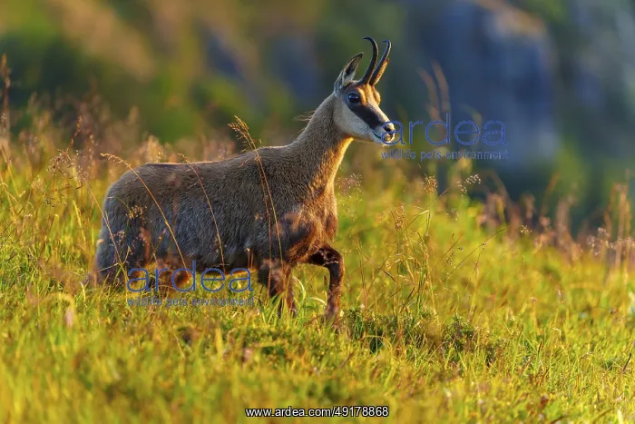 : A chamois stands attentively in a grassy mountain landscape at dusk : A chamois stands attentively in a grassy mountain landscape at dusk