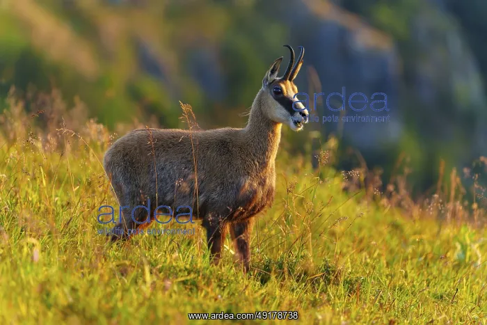 : A chamois stands majestically on a sunlit mountain meadow : A chamois stands majestically on a sunlit mountain meadow
