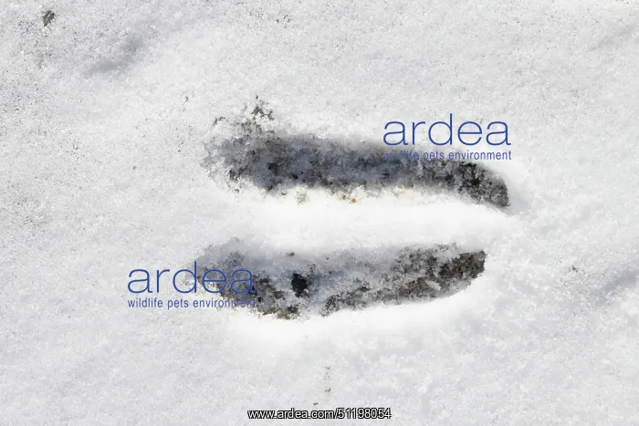 : Chamois track : Chamois track