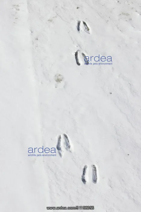 : Chamois track : Chamois track