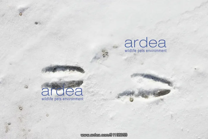 : Chamois track : Chamois track