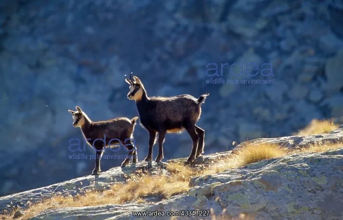 : CHAMOIS - two, backlit : CHAMOIS - two, backlit