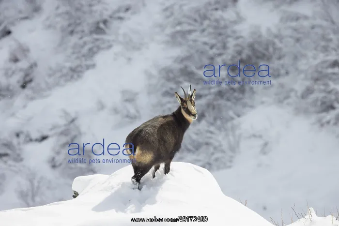 : Chamois winter : Chamois winter