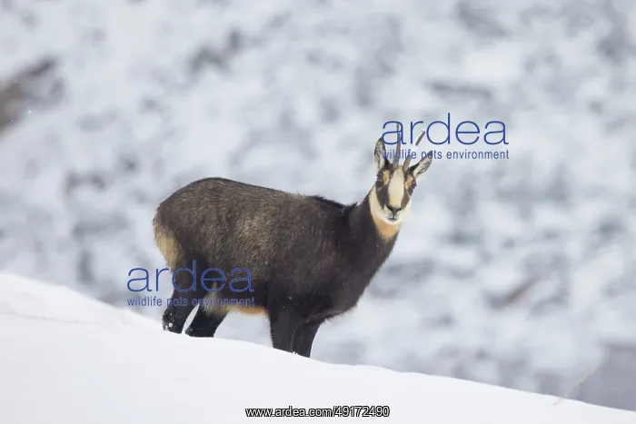 : Chamois winter : Chamois winter