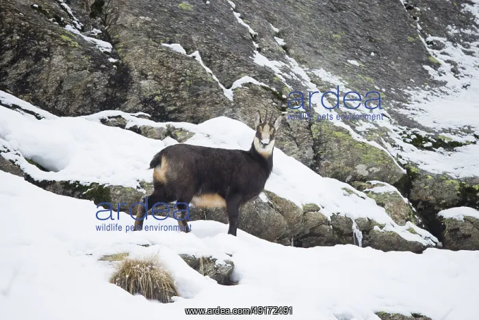 : Chamois winter : Chamois winter