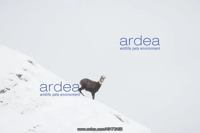 : Chamois winter : Chamois winter