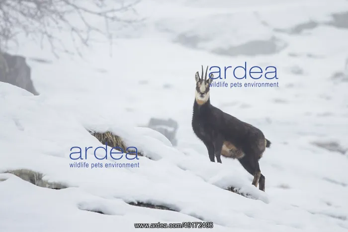 : Chamois winter : Chamois winter