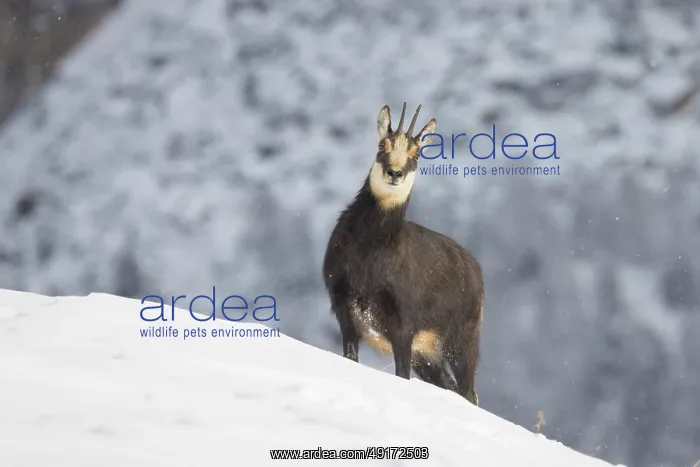 : Chamois winter : Chamois winter