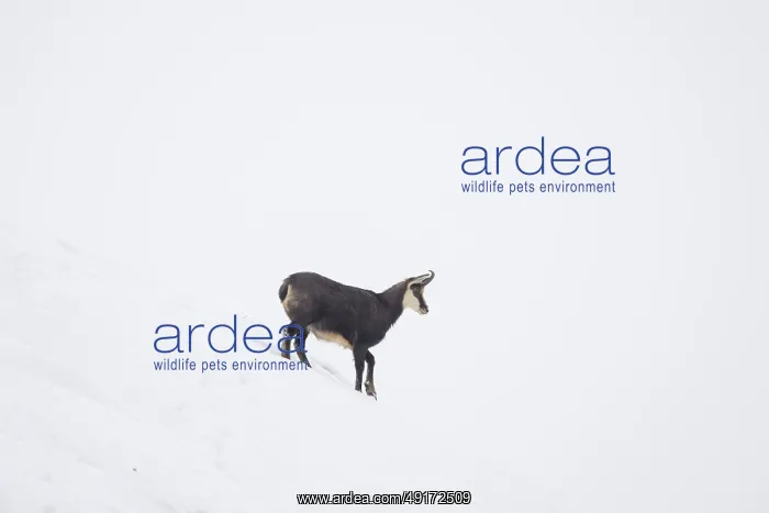 : Chamois winter : Chamois winter