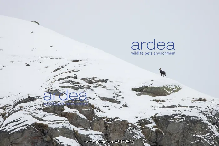 : Chamois winter : Chamois winter