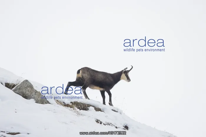  : Chamois winter
