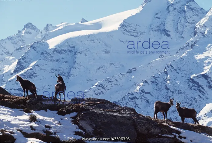 : CHAMOIS - x four on mountain range : CHAMOIS - x four on mountain range