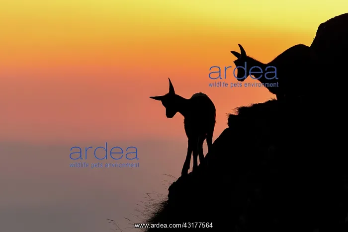 : Two Chamoises (Rupicapra rupicapra) on a mountain : Two Chamoises (Rupicapra rupicapra) on a mountain