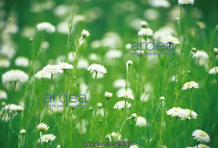 : Chamomile, Chamaemelum nobile Fore Pleno : Chamomile, Chamaemelum nobile Fore Pleno